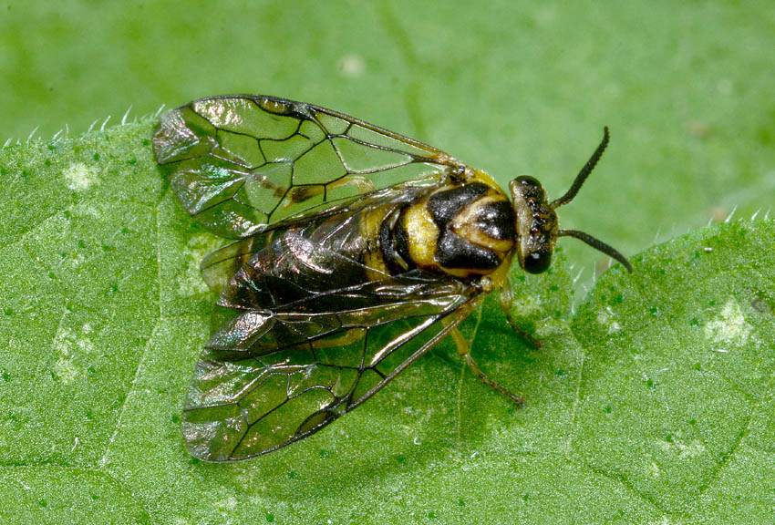 Diprionidae da id: Gilpinia sp.(cfr.)